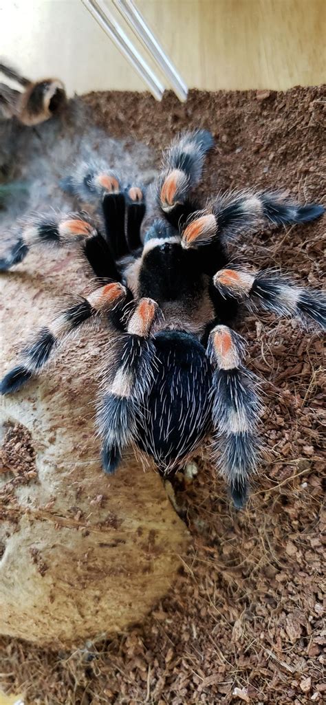 best tarantula hyperactive fast 9