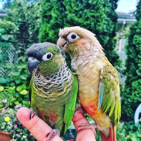 Green Cheek Conures Conure Parrots Pet Birds Conure