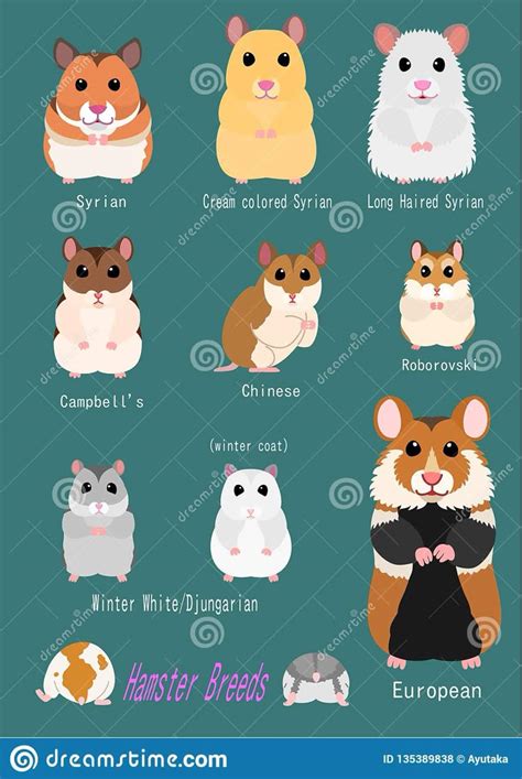 illustration  collection  hamster breeds  breed front