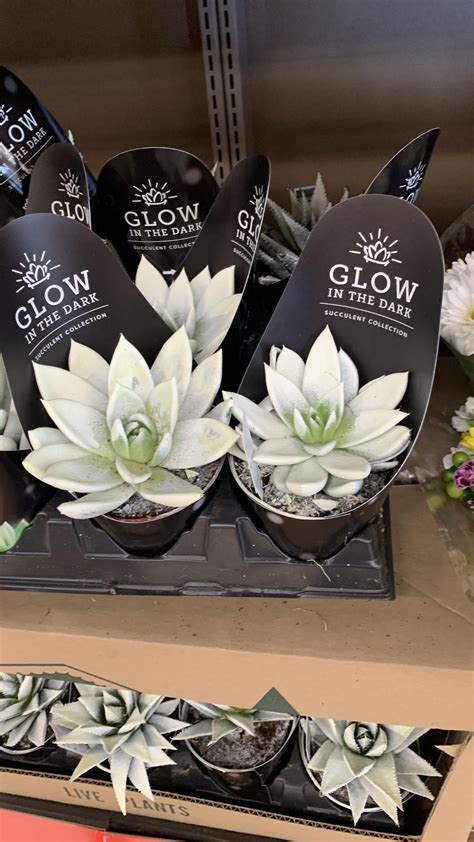 This very rare plant glows in the dark! Come get em’ while they’re hot