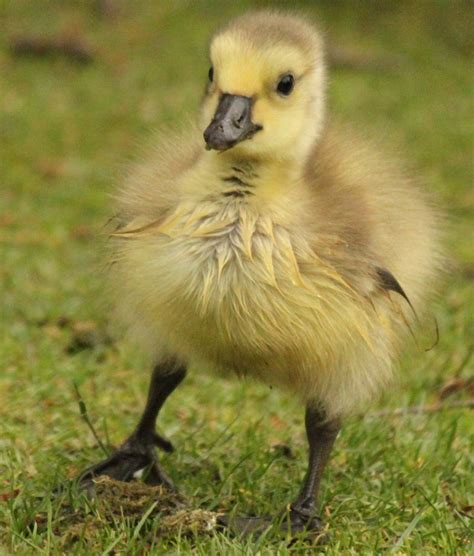 Gosling Baby Canada Goose Animals Mens Military Jacket Animal