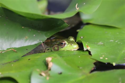 Northern Green Frogs And Tadpoles Ypsilanti Michigan Se Flickr