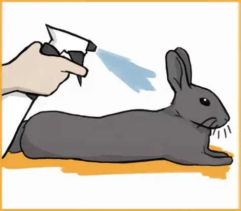 15 Ways To Reduce Stress In Rabbits Artofit