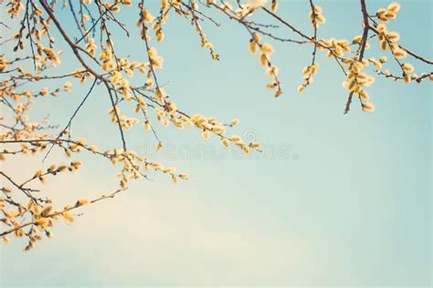 Spring Nature Background With Pussy Willow Branches Stock Image Image Of Fresh Background