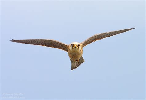 Вечерна ветрушка (Falco vespertinus) – Birds Photographer – Nikolay ...