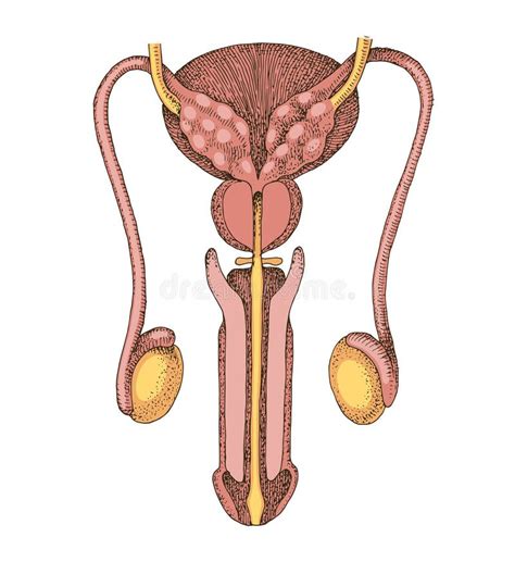 Internal Sex Organs Stock Illustrations Internal Sex Organs Stock Illustrations Vectors