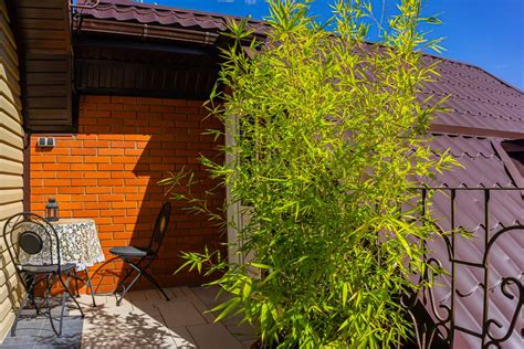 Am Nagez Votre Balcon Pour L T Plantes Pour Se Prot Ger Du Soleil