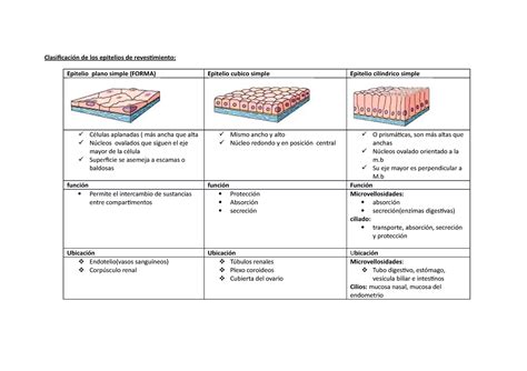 Clasificaci N De Los Epitelios De Revestimiento Clasificaci N De Los