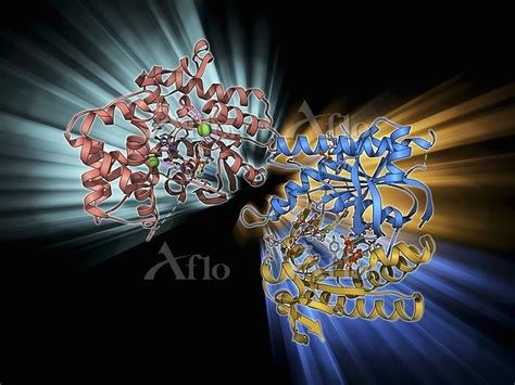 Adenylyl Cyclase Molecular Model Of Adenylyl Cyclase Complexed