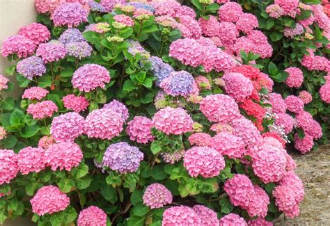 Colorful hortensia detail stock photo. Image of foliage - 76041978