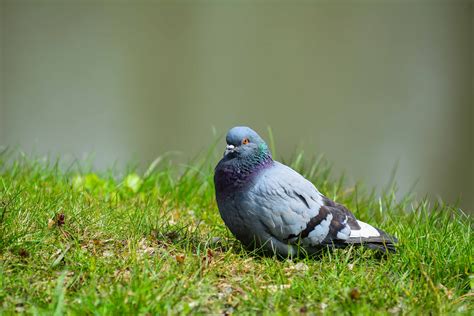 Сизокрылый голубь (34 фото) - красивые фото и картинки pofoto.club