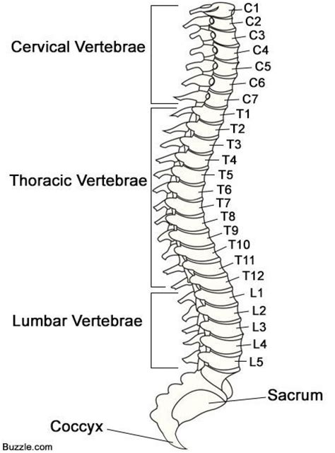 Blank Diagram Of The Major Components Of The Vertebrae Spine