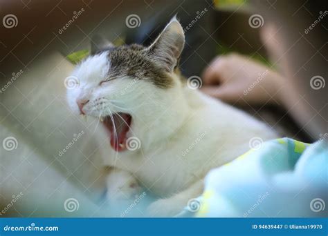 Gato Em Joelhos Humanos O Livro Que Boceja Imagem De Stock Imagem