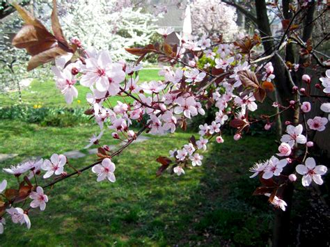plum tree bloom 8