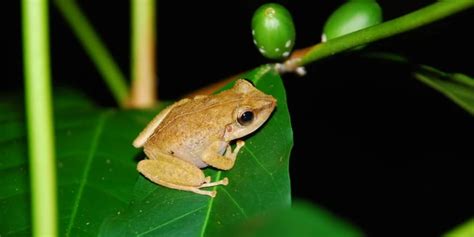 Discover 7 Interesting Animals In El Yunque's Rainforest