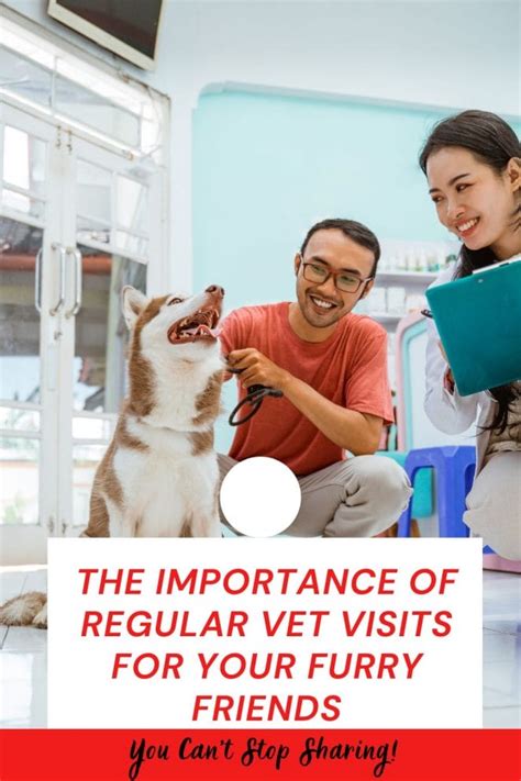 The Importance Of Regular Vet Visits For Your Furry Friends Petpress