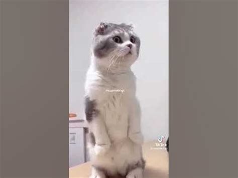 Мышка занимается спортом на глазах у кота , кот в шоке 😳😳😳😳😳 - YouTube