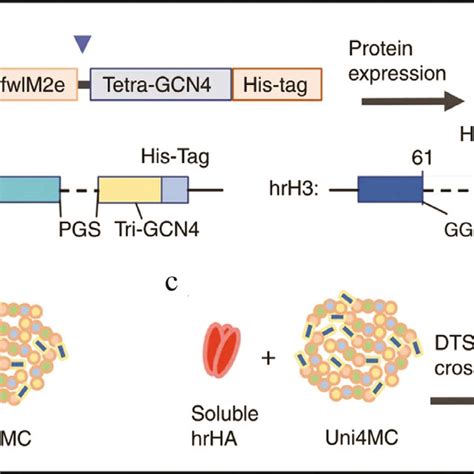 Recombinant Protein Construction And Pnp Generation And Download Scientific Diagram