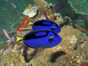 Finding Dory: Blue Tang Fact or Fiction