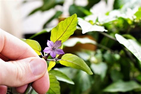 Capsicum Annuum A Beautifully Diverse Pepper Species Pepper Geek