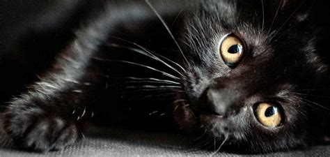8 Mitos Kucing Garong Atau Kucing Hitam Di Dunia Alima News