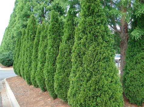 Privacy Trees Medium Size Must Haves Emerald Green Arborvitae Privacy Trees Backyard Trees