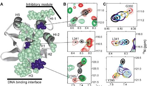 Autoinhibition And Phosphorylation Regulate Binding By Shifting The