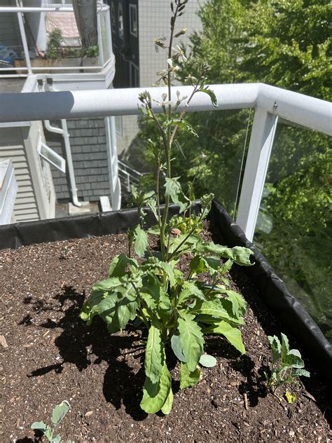 Has this Lacinato Kale bolted? : r/gardening
