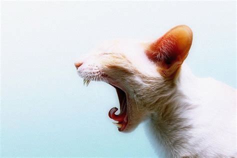 Screaming Cat Funny Poster Wallpaper Free Cat Wallpaper Crazy Cat