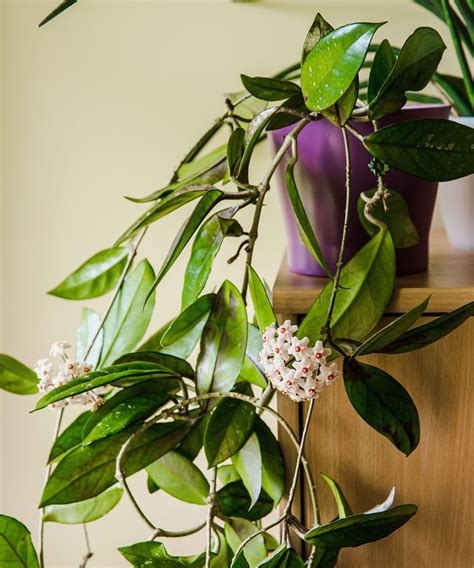 hoya plant care    grow  pretty house plant homes