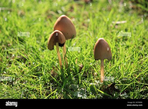 Liberty Cap Mushroom Also Known As Magic Mushroom Growing In Grassland