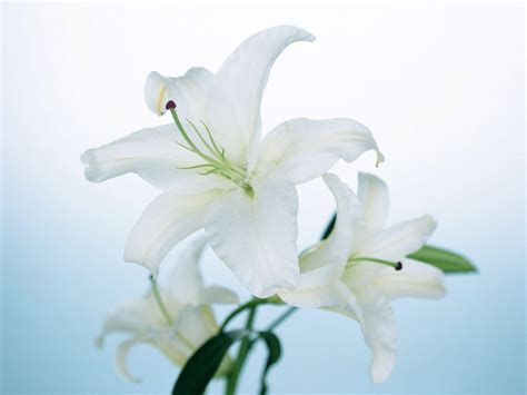 Lily Flower Wallpapers - Top Free Lily Flower Backgrounds - WallpaperAccess