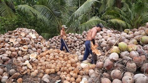 Coconut Worker Vietnam Youtube