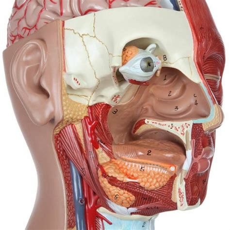 Dual Sex Part Muscled Human Torso Model