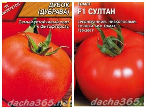 Штамбовые томаты: что это такое, лучшие сорта открытого грунта и для теплиц