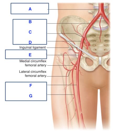 Lower Extremity Arterial Anatomy And Hemodynamics Flashcards Quizlet