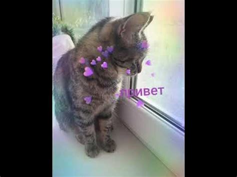 киса Королева киска милашка - YouTube