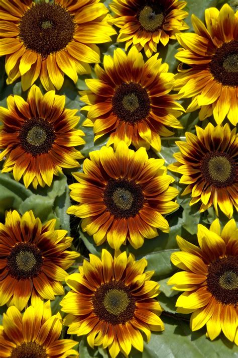 HELIANTHUS Annuus Orange Mahogany Bicolour F1 Muller Seeds