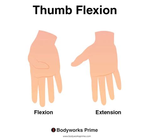 Flexor Pollicis Longus Muscle Anatomy Bodyworks Prime