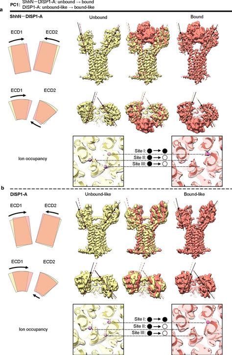 Conformational Dynamics Link Intramembrane Na⁺ Site Occupancy To