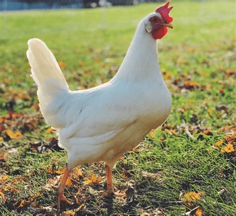 White Leghorn Diamond Farm