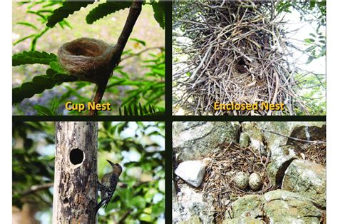 Bird Nest Types Image - 52+ Koleksi Gambar