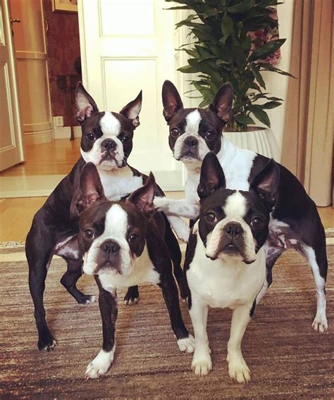 boston terriers  standing   carpet  front   potted plant