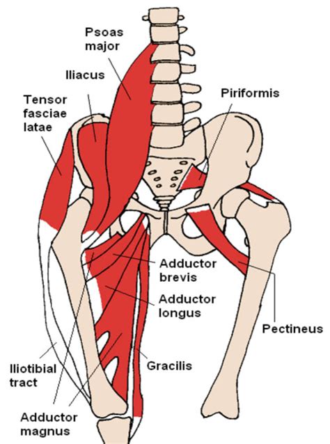 Diagram Of The Groin