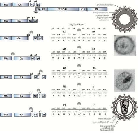 A Schematic Representation Of Hiv Particle Maturation At The Top The