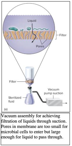 Microbio101 Ch 11 Flashcards | Quizlet