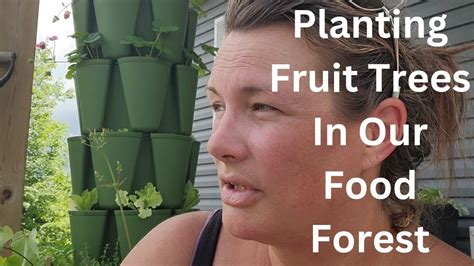 Planting Fruit Trees In Our Food Forest Youtube