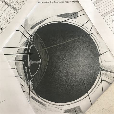 Eye Diagram Part 1 Diagram Quizlet