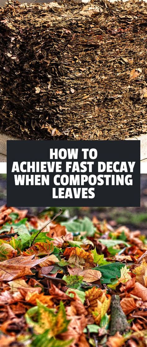 Composting Leaves How To Achieve Fast Leaf Decay Epic Gardening