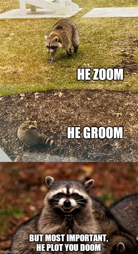 Evil Raccoon Imgflip